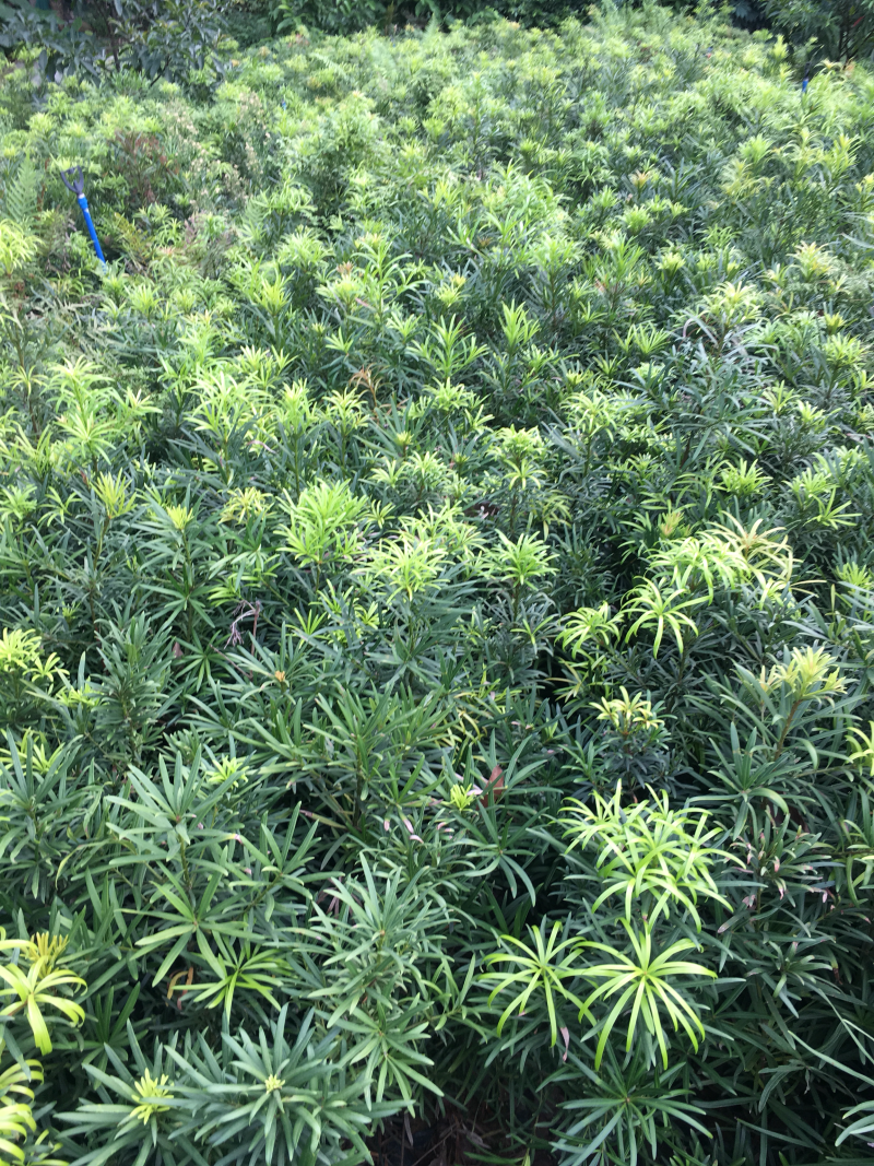 海南罗汉松