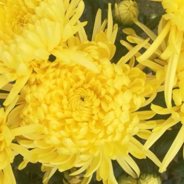 金丝黄菊
