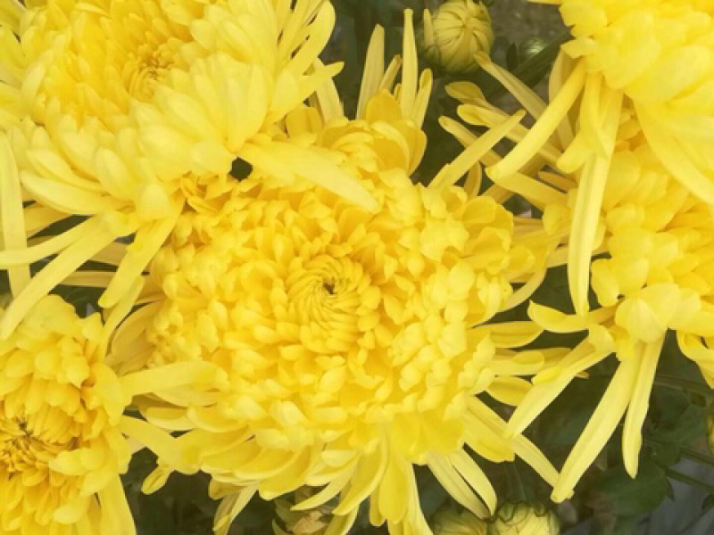 金丝黄菊