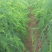 芦笋种苗批发易种植好成活根系发达高产抗病现挖发货