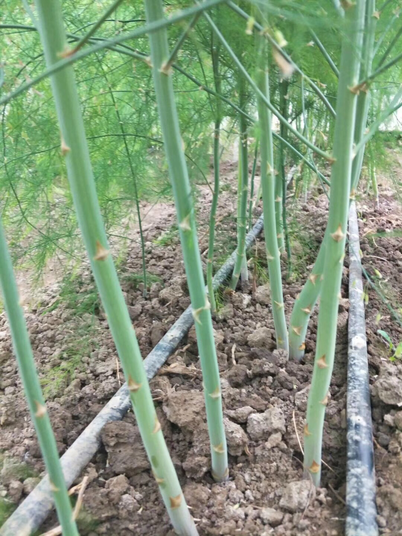 芦笋种苗批发易种植好成活根系发达高产抗病现挖发货