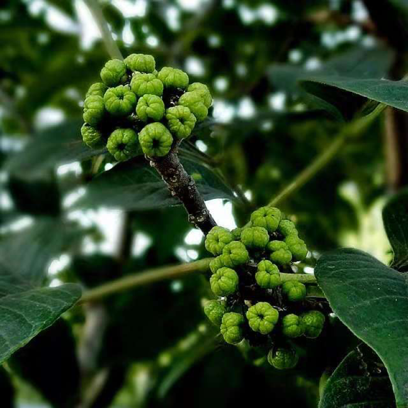 大量出售吴茱萸苗（称名为艾子）