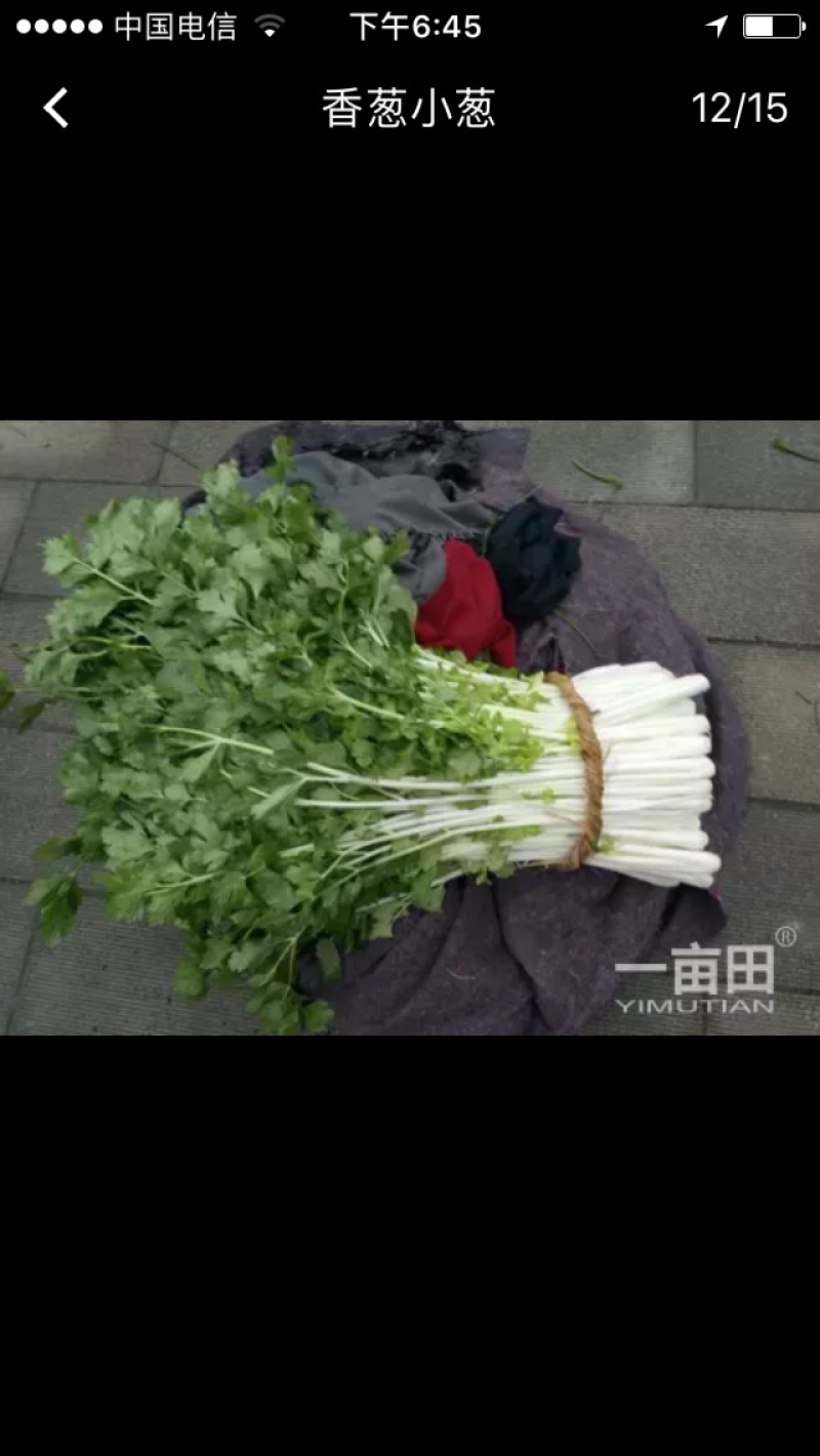 白实芹55cm以上