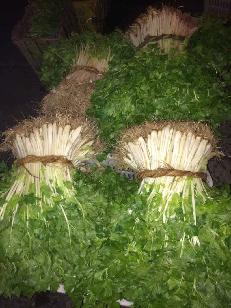 白实芹55cm以上