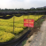 本苗圃大量供应各种色块苗，水生植物，球类！