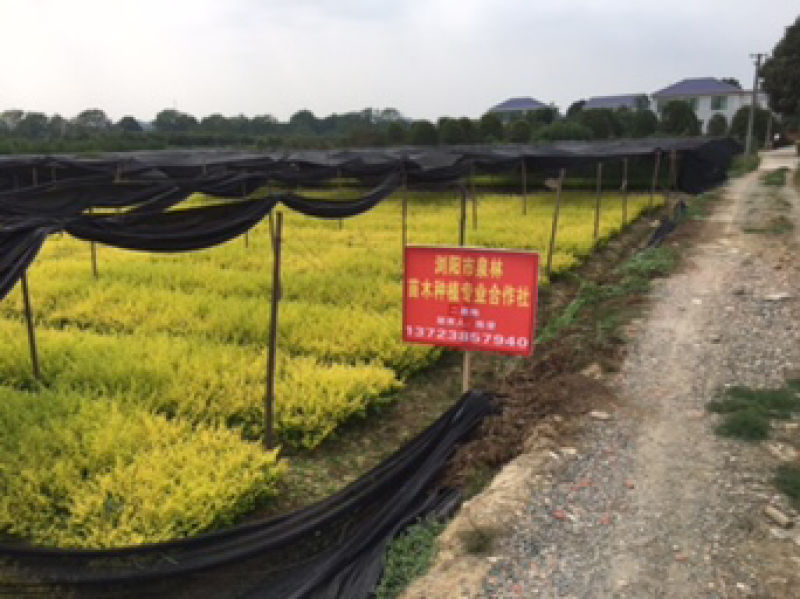 本苗圃大量供应各种色块苗，水生植物，球类！