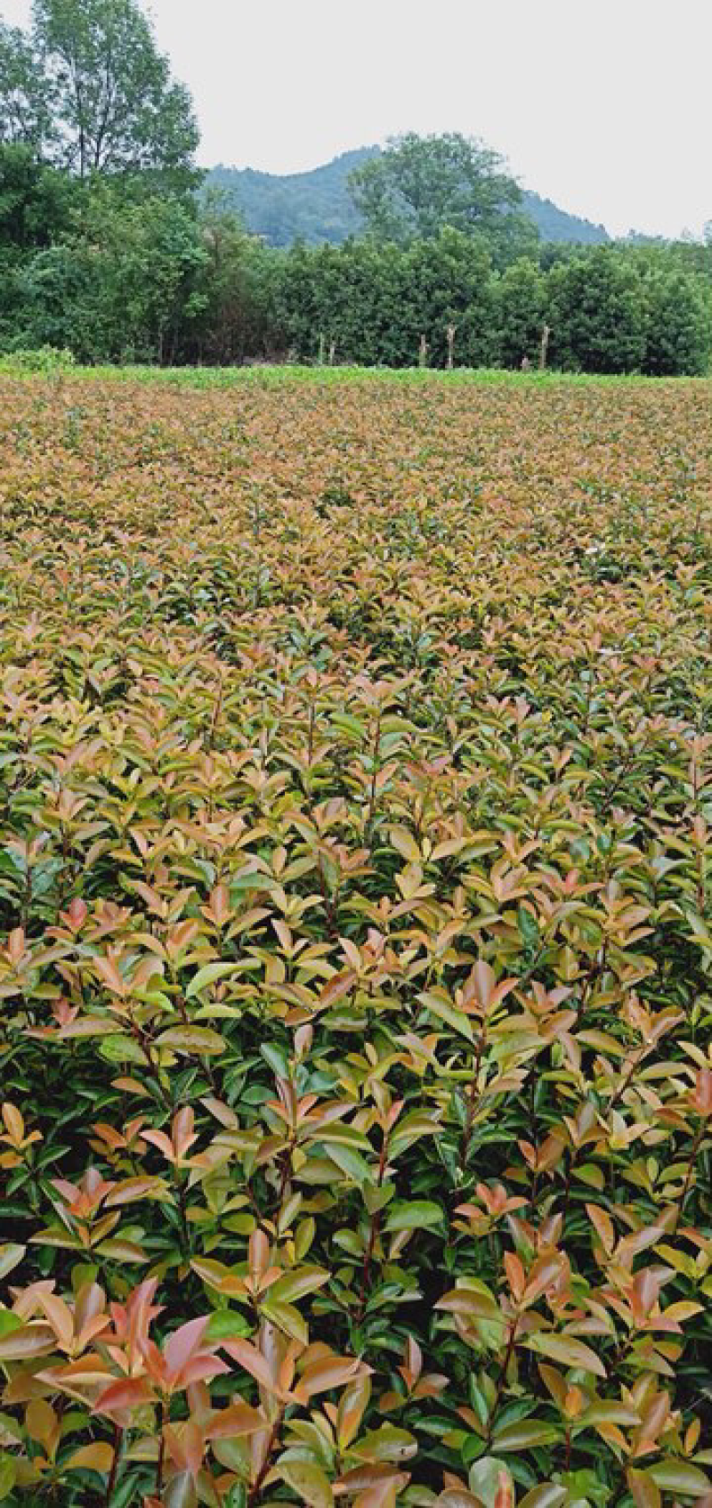 本苗圃大量供应各种色块苗，水生植物，球类！