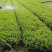 本苗圃大量供应各种色块苗，水生植物，球类！