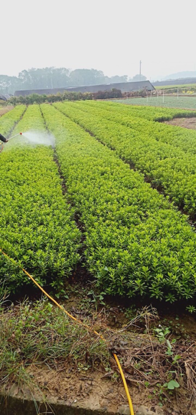 本苗圃大量供应各种色块苗，水生植物，球类！