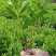 本苗圃大量供应各种色块苗，水生植物，球类！