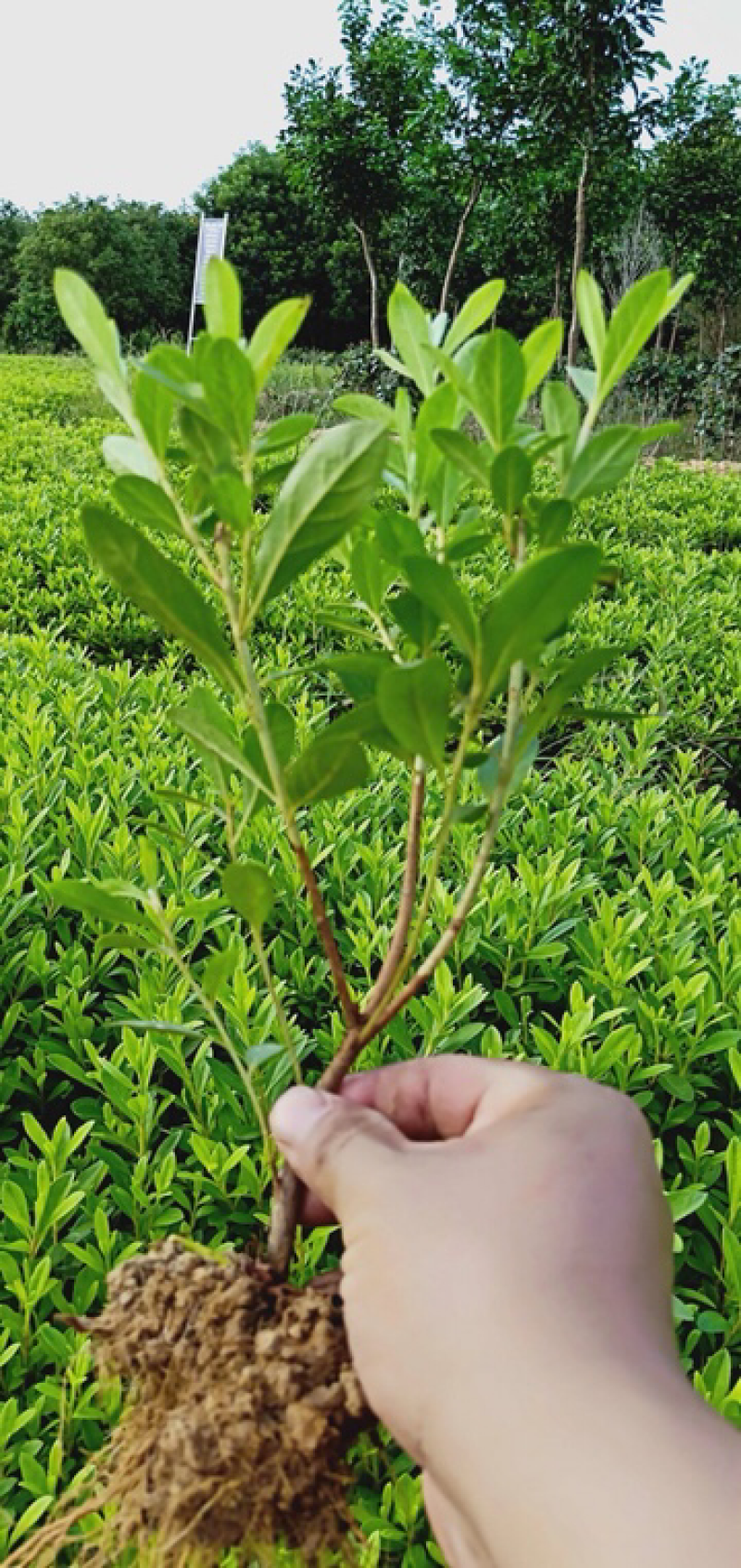 本苗圃大量供应各种色块苗，水生植物，球类！