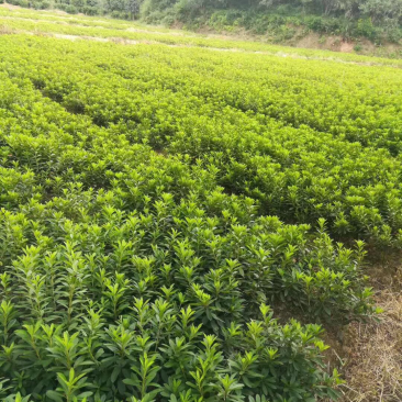 本苗圃大量供应各种色块苗，水生植物，球类！