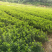 本苗圃大量供应各种色块苗，水生植物，球类！