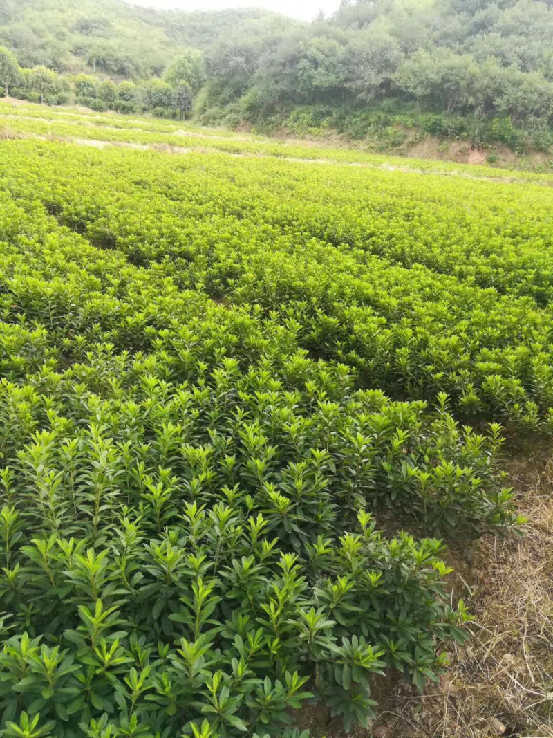 本苗圃大量供应各种色块苗，水生植物，球类！