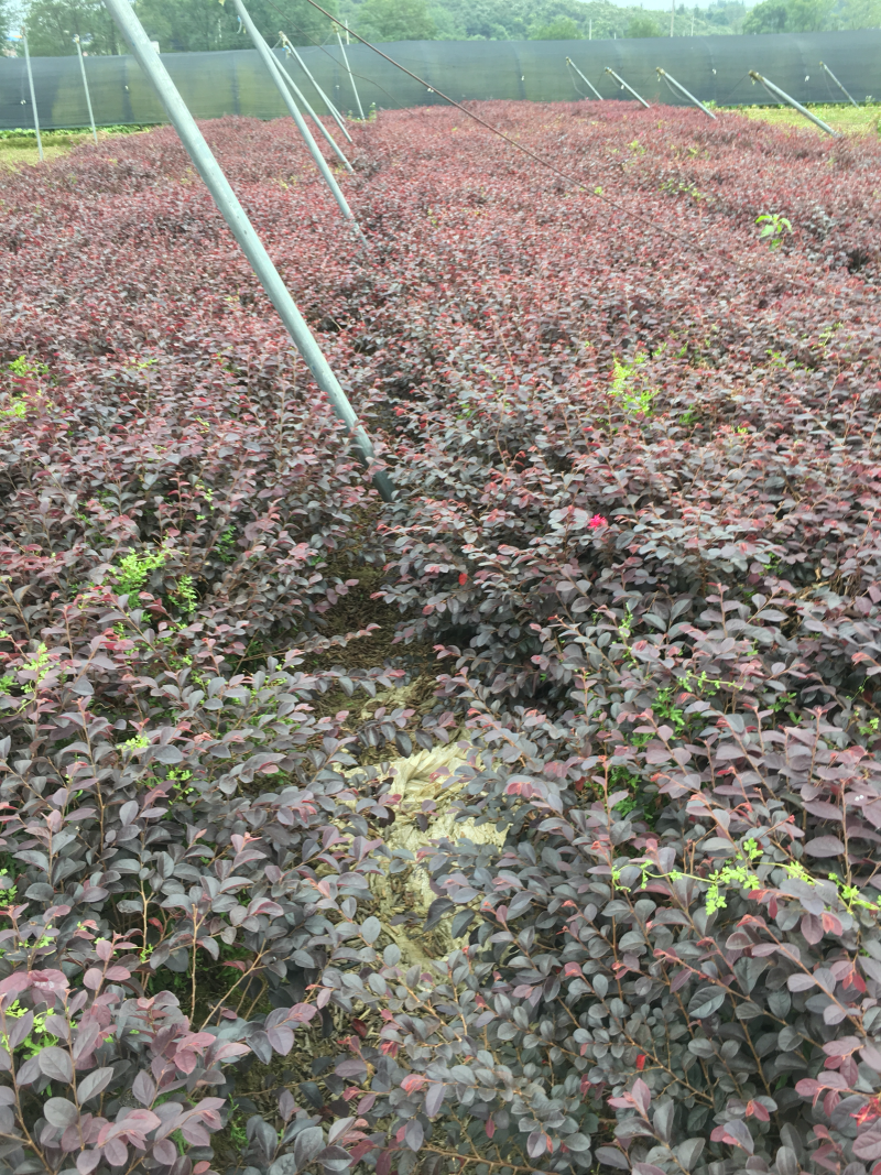 本苗圃大量供应各种色块苗，水生植物，球类！