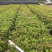 本苗圃大量供应各种色块苗，水生植物，球类！