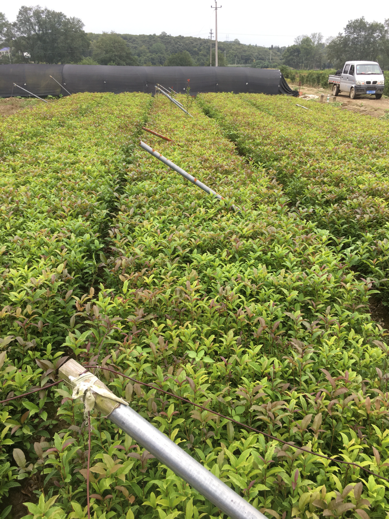 本苗圃大量供应各种色块苗，水生植物，球类！