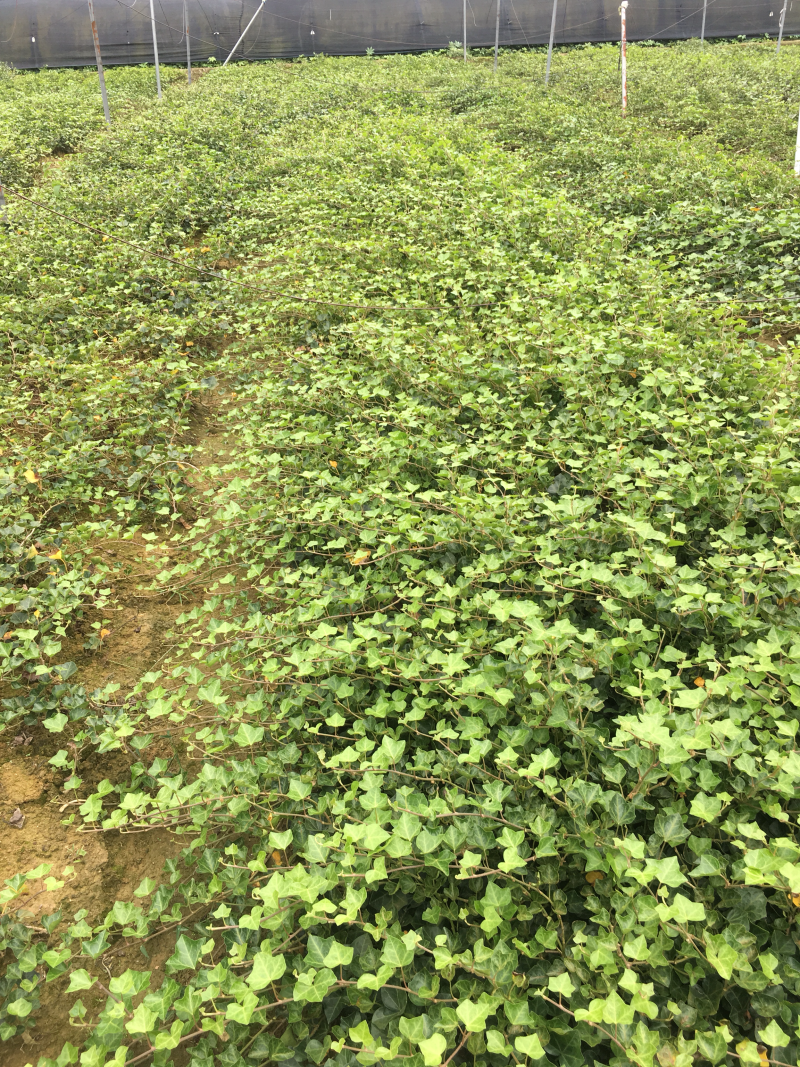 本苗圃大量供应各种色块苗，水生植物，球类！