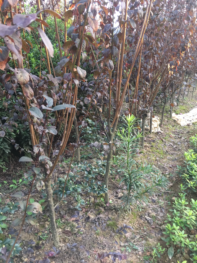 大量供应各种规格塔柏，紫叶李！