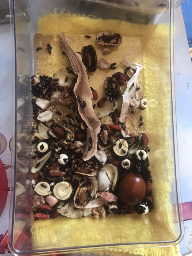 九龙虫（洋虫）