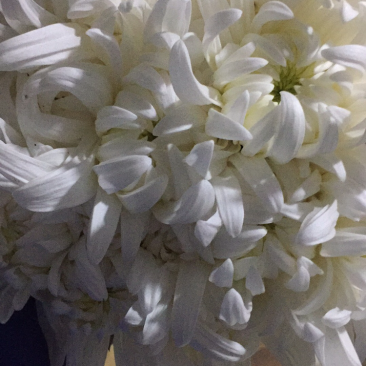 黄菊白菊