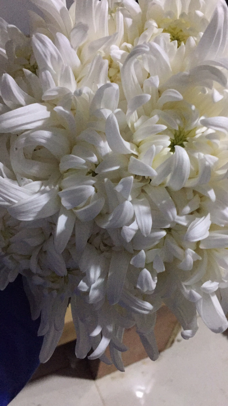 黄菊白菊