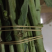 黄菊白菊