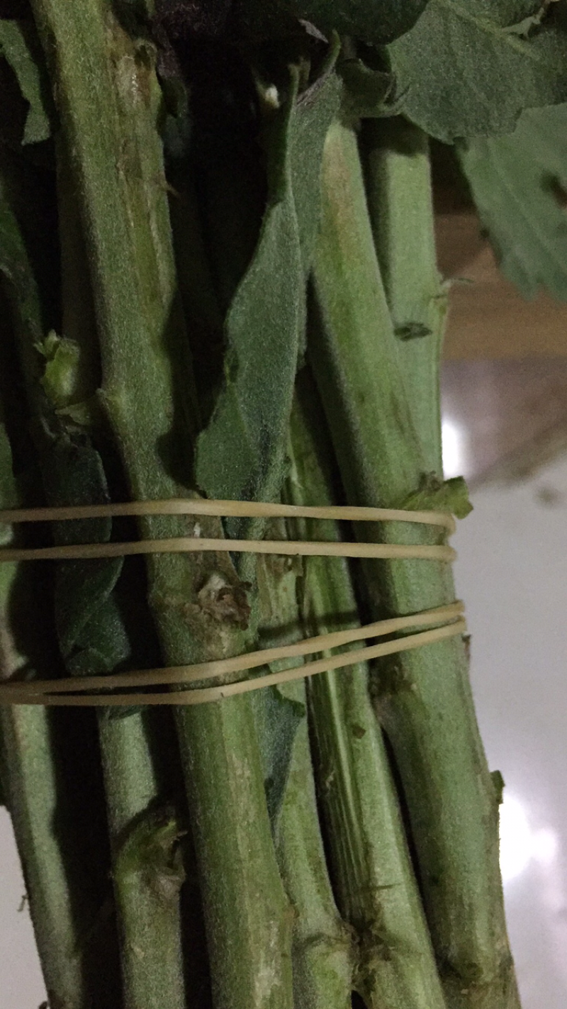 黄菊白菊