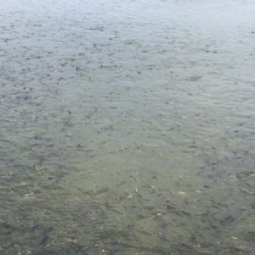 花鲢鱼