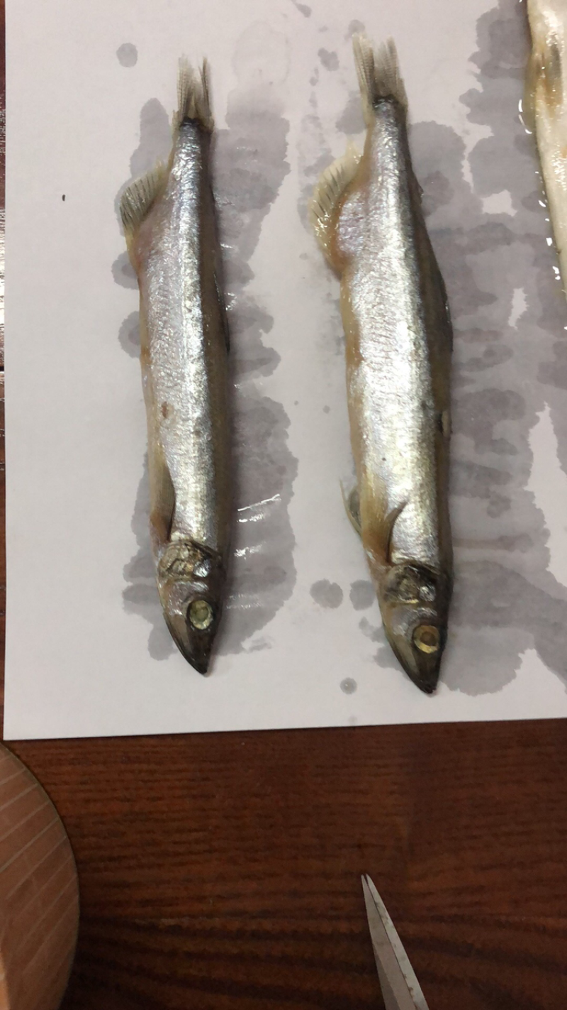 多春鱼