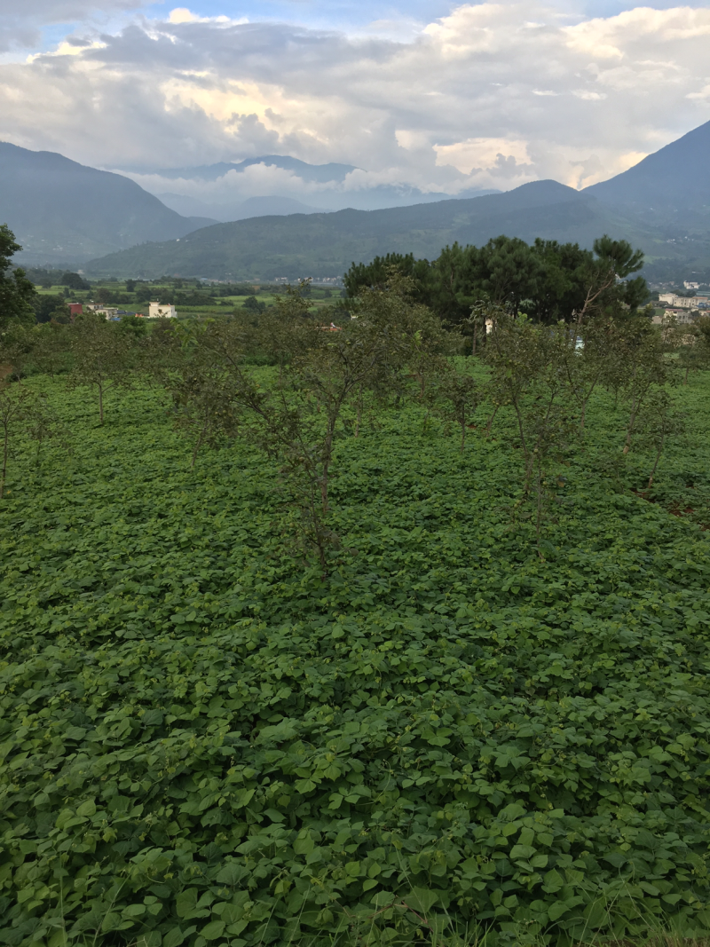 凉薯500~1000g