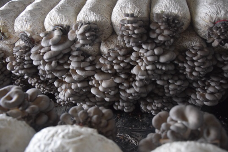 安徽平菇菌种平菇高低温品种广温品种