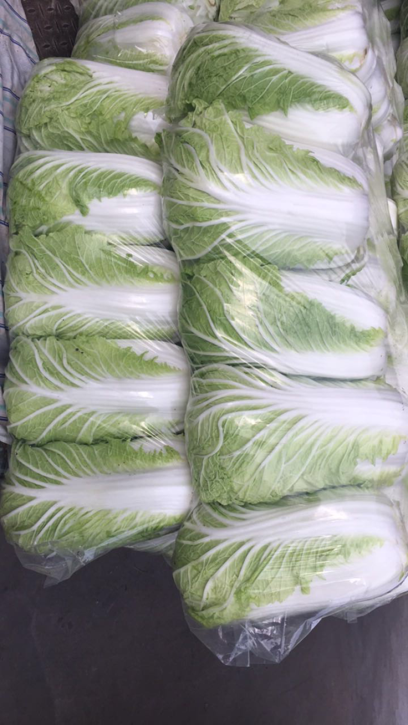 【源头商家】白菜大量上市源头商家一手货源商超品质