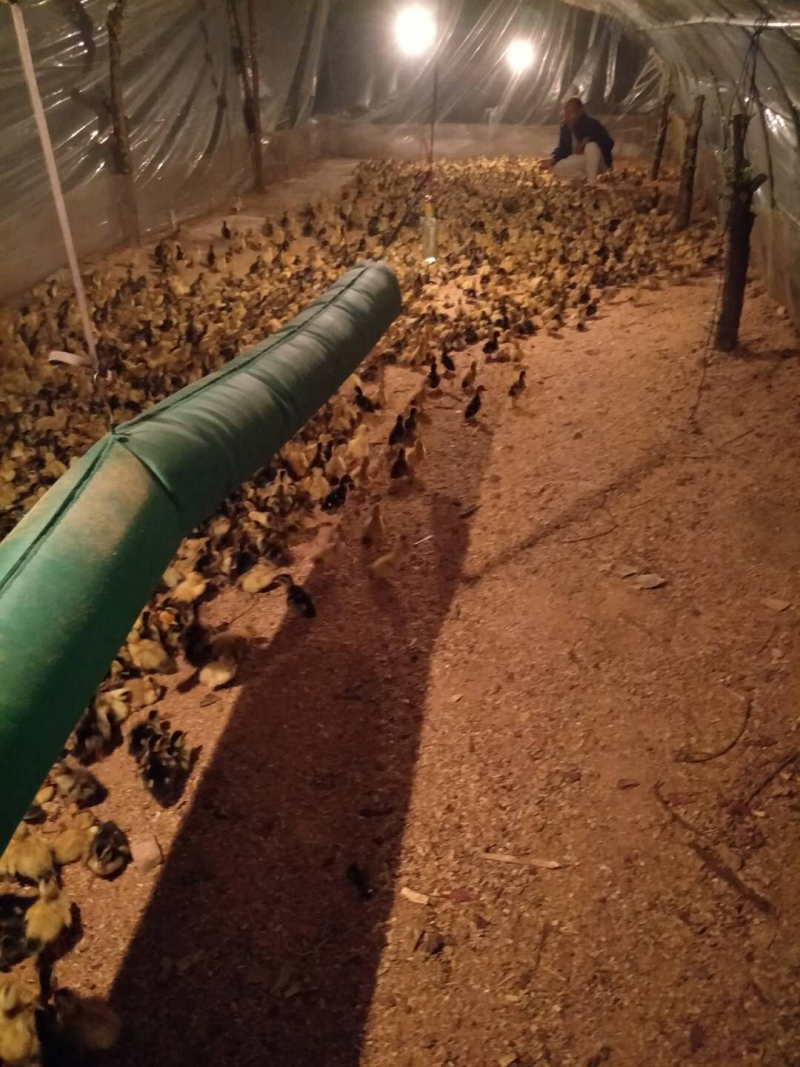 畜牧养殖育雏大棚供暖加温暖风机温室暖风机大棚电热风炉