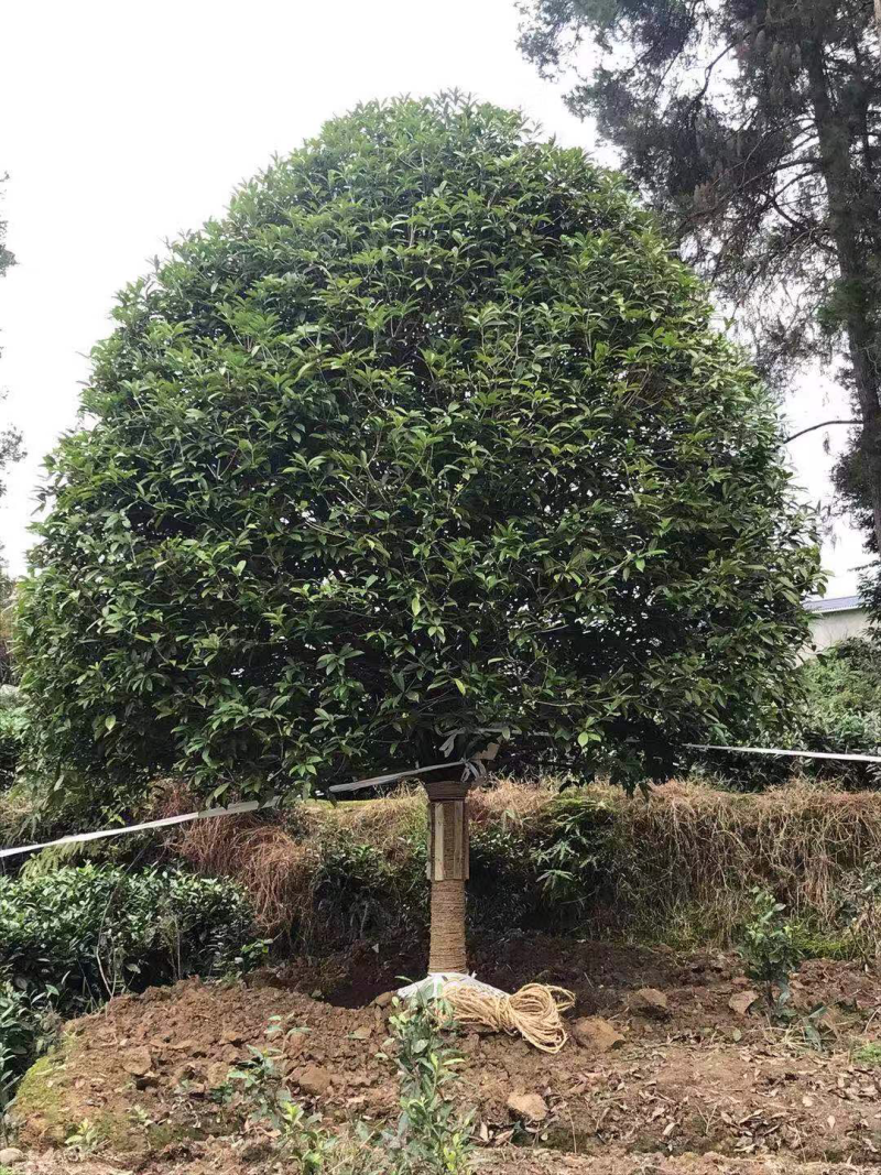 八月桂