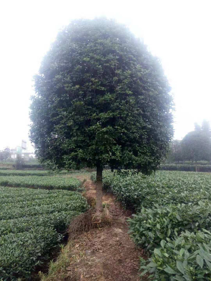 八月桂