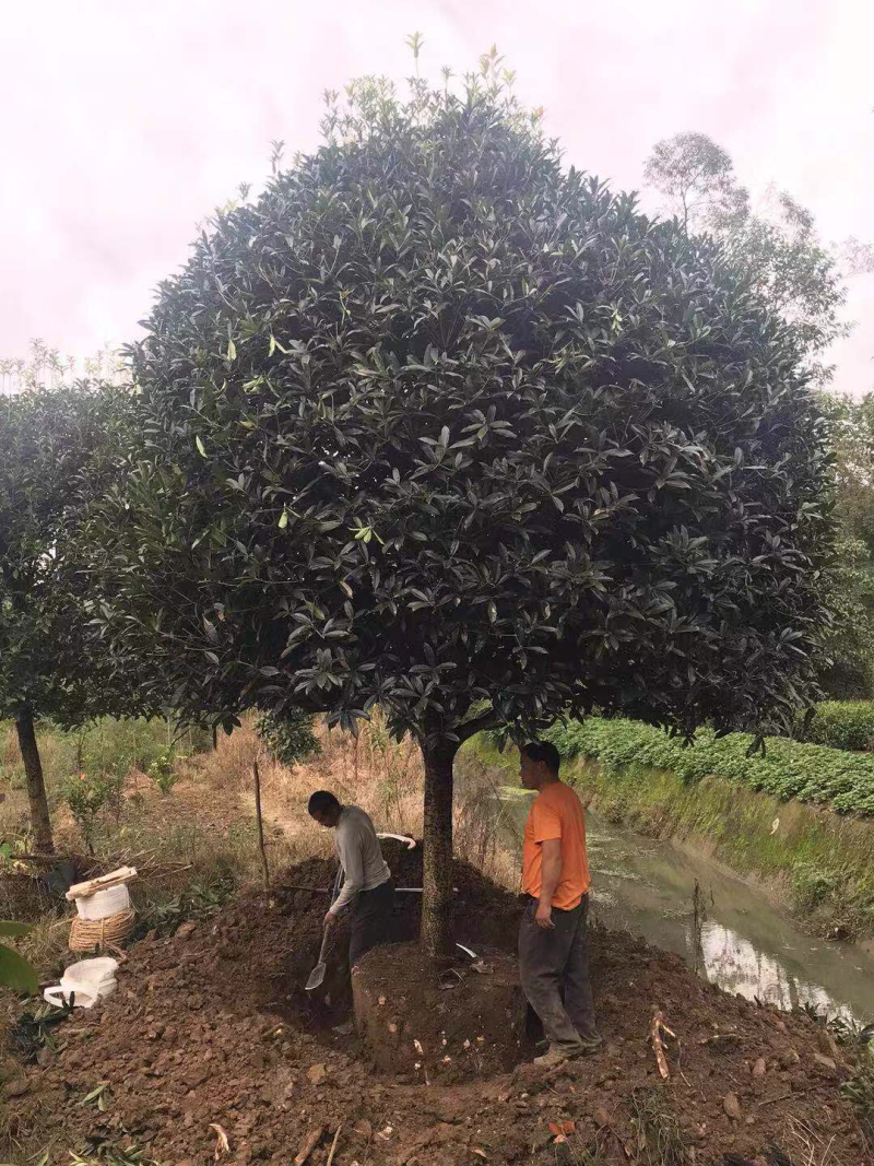 八月桂