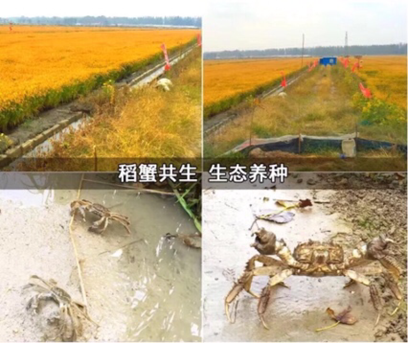 保真盘锦河蟹各种规格、成蟹、蟹苗