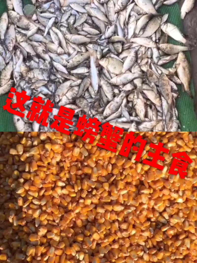 保真盘锦河蟹各种规格、成蟹、蟹苗