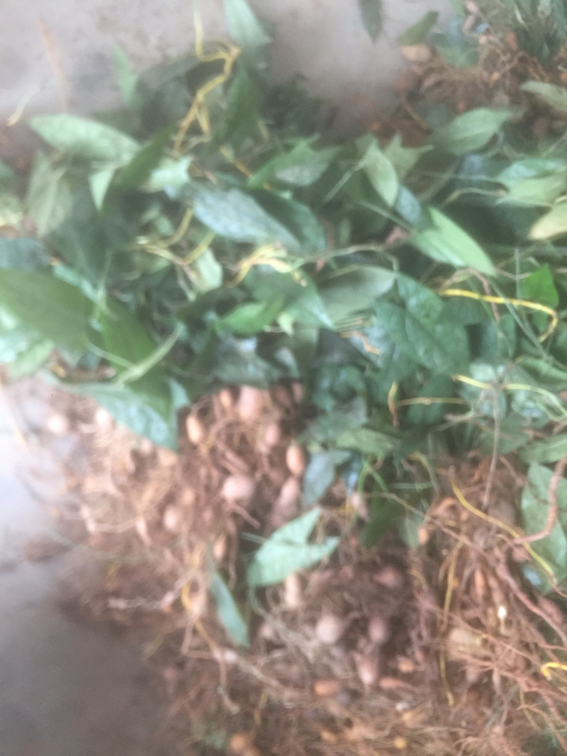 地苦胆（金果榄）苗