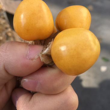 黄菇娘、中果、皮薄肉厚、产地发货。全国各地可代发