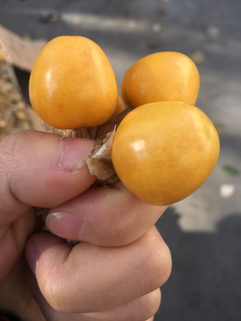 黄菇娘、中果、皮薄肉厚、产地发货。全国各地可代发