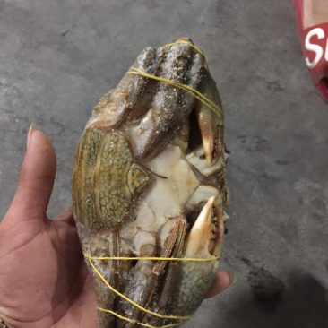 羔蟹