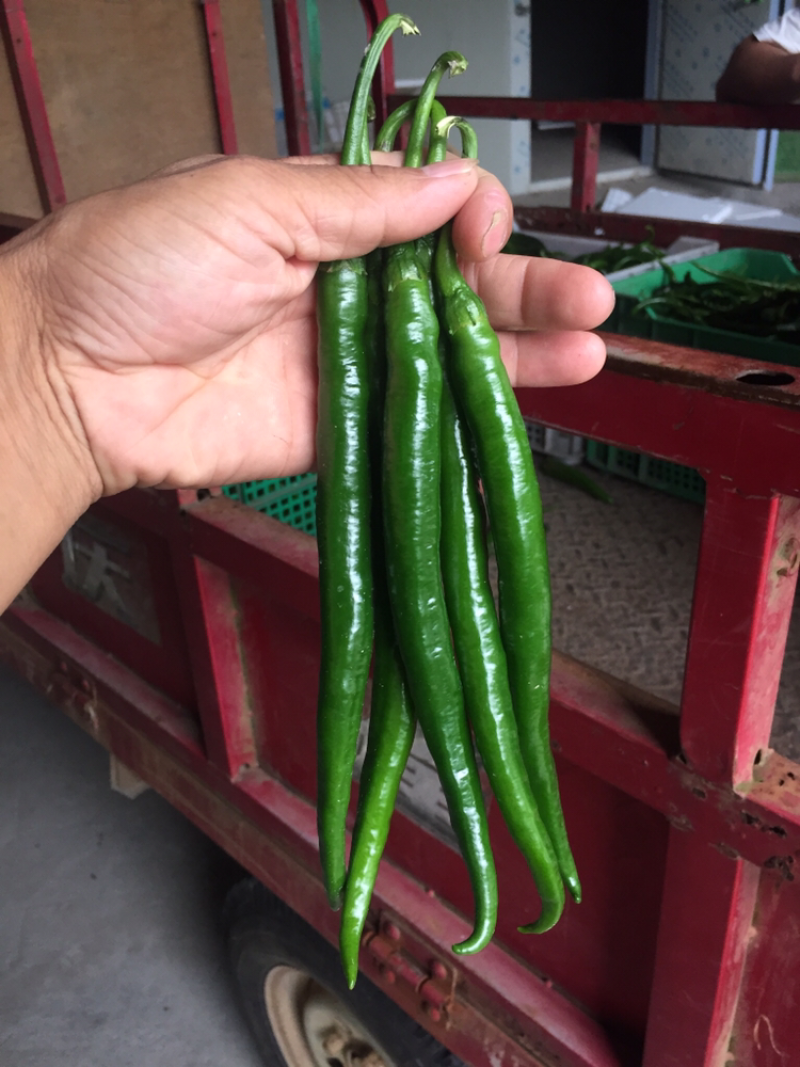 大量收购以上品种！需要品质好，价格合适，量大的可以联系我