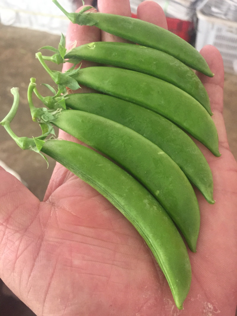 大量收购以上品种！需要品质好，价格合适，量大的可以联系我