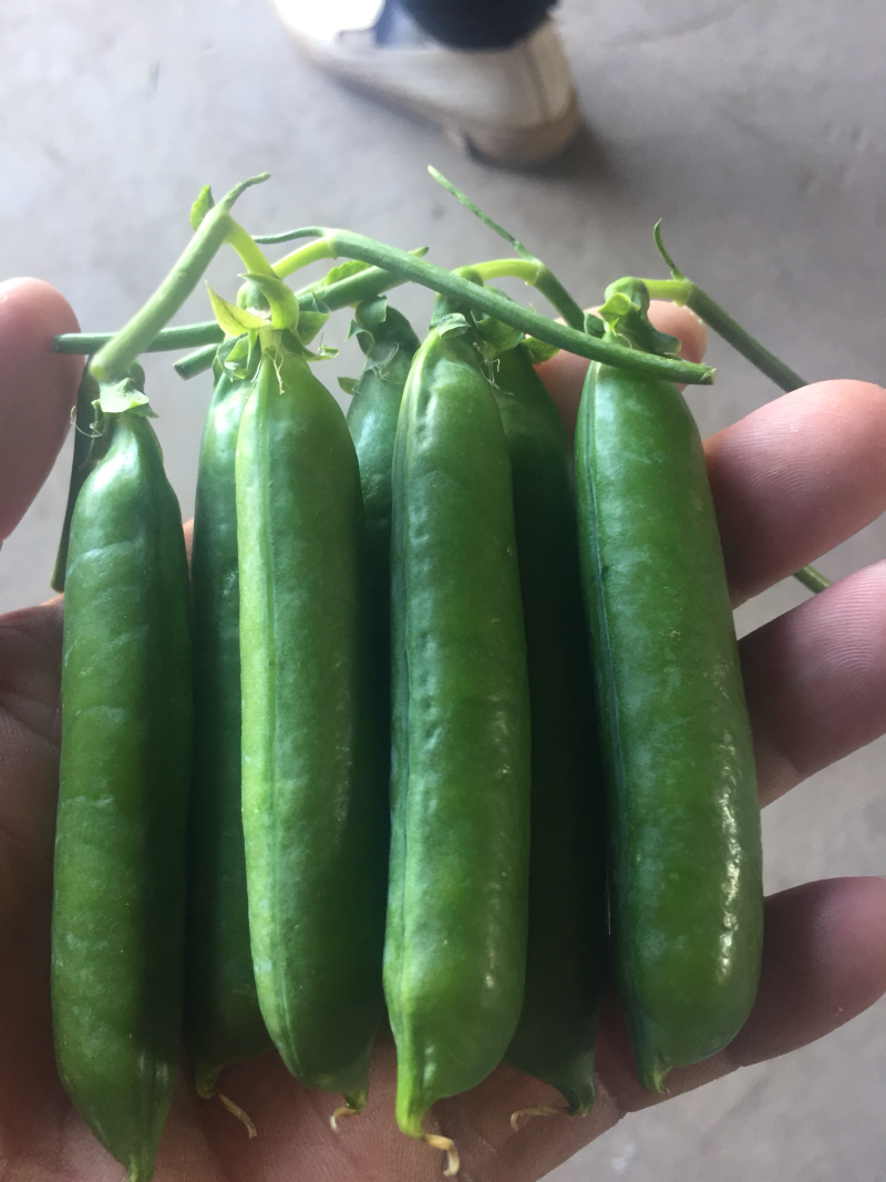 大量收购以上品种！需要品质好，价格合适，量大的可以联系我