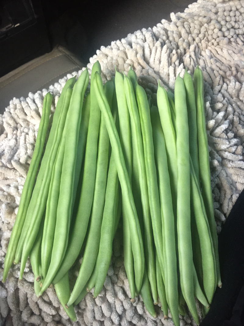 大量收购以上品种！需要品质好，价格合适，量大的可以联系我