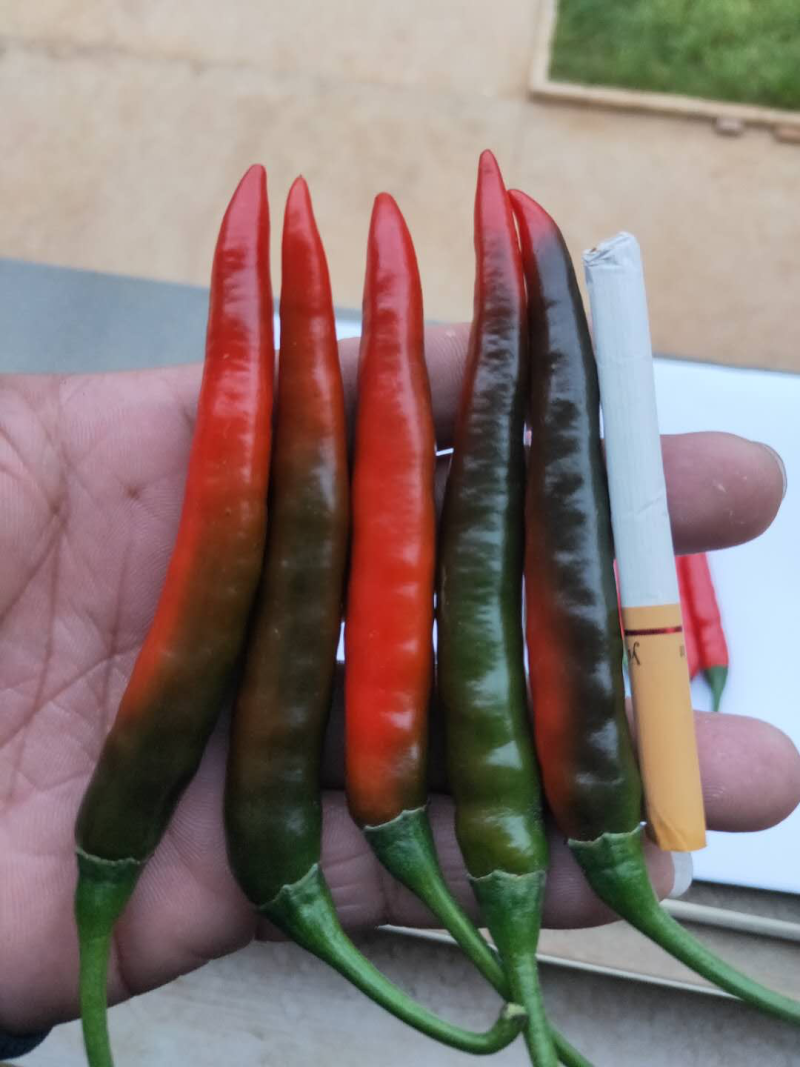 大量收购以上品种！需要品质好，价格合适，量大的可以联系我