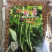 大量收购以上品种！需要品质好，价格合适，量大的可以联系我