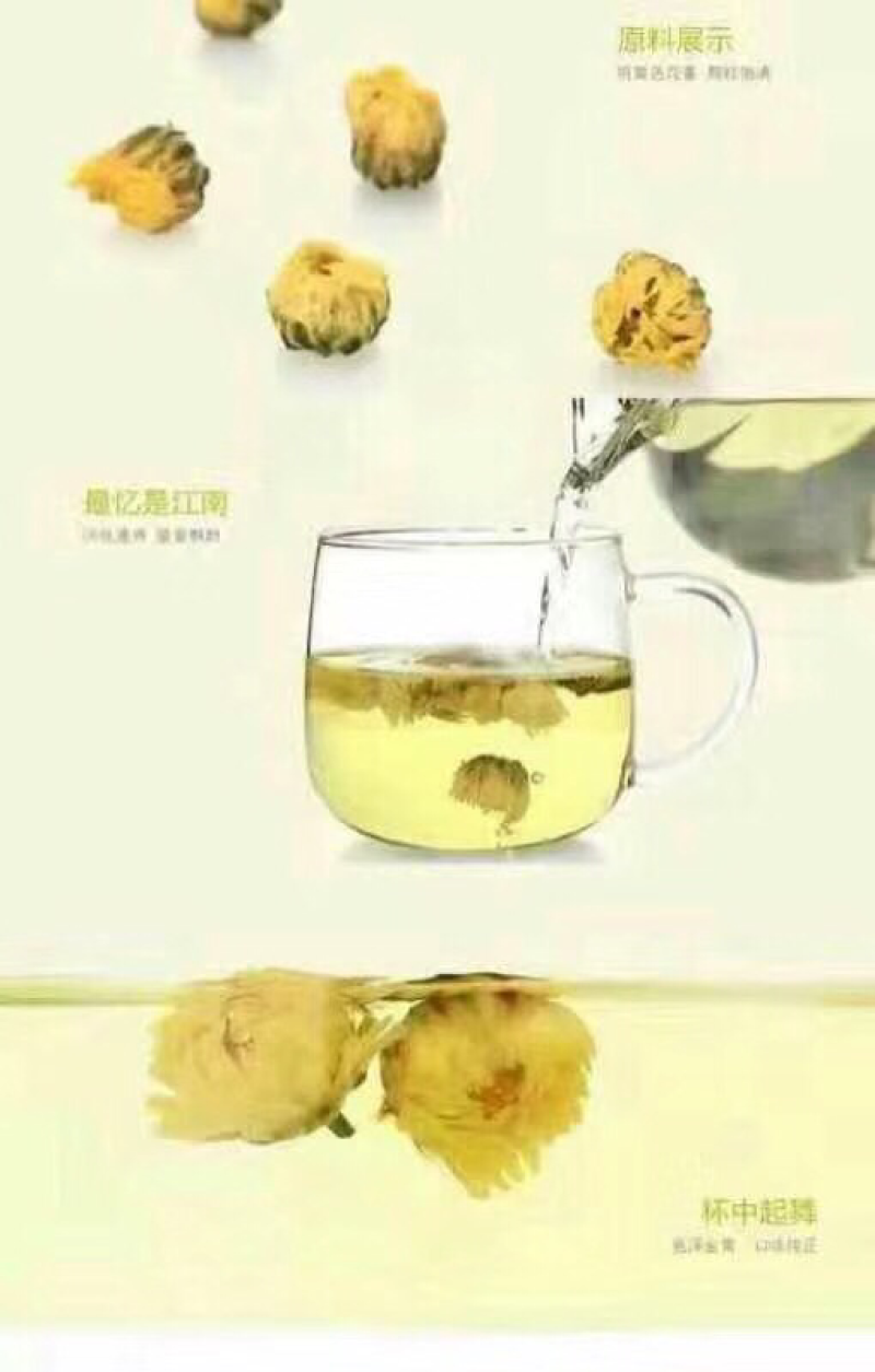 2018头批胎菊